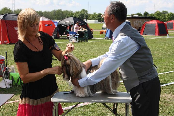 Shih Tzu Danmark